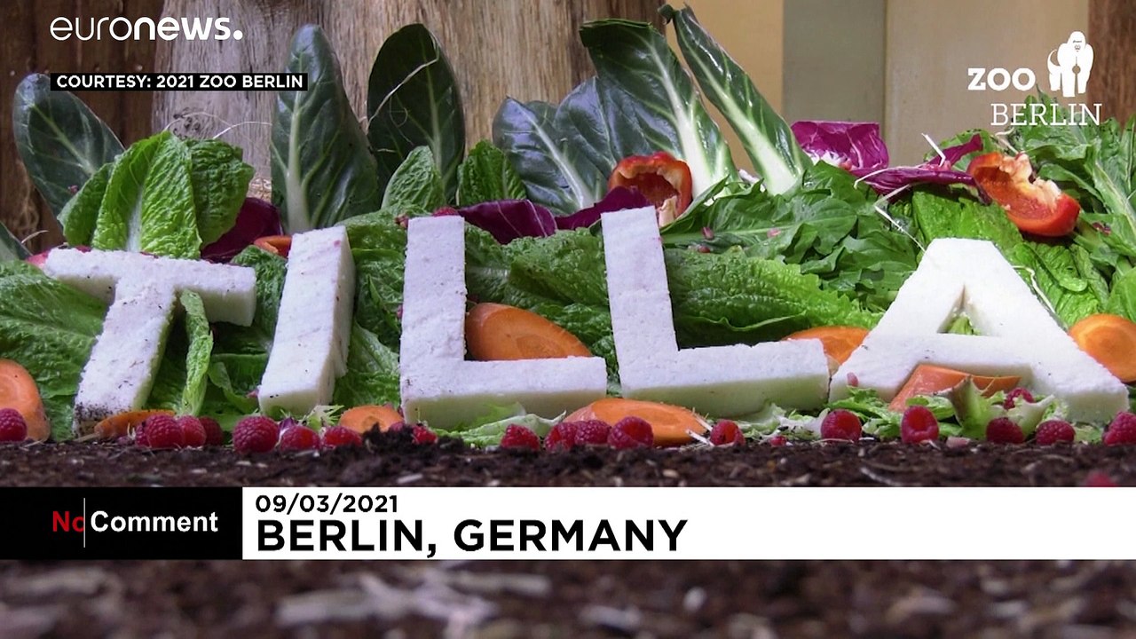 Gorillababy Tilla feiert mit Familie