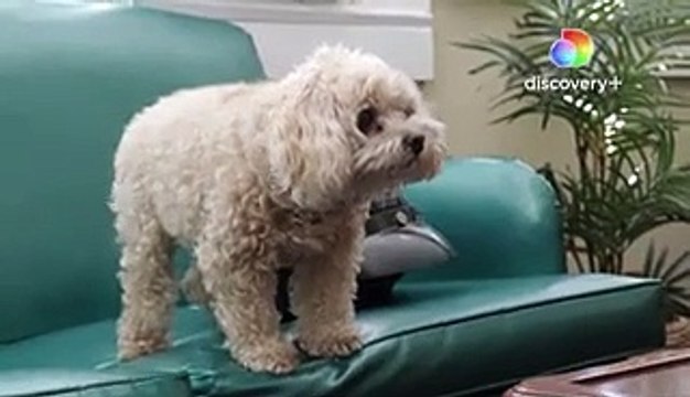 Big Ed Gets Ready For His Date By Removing His Body Hair