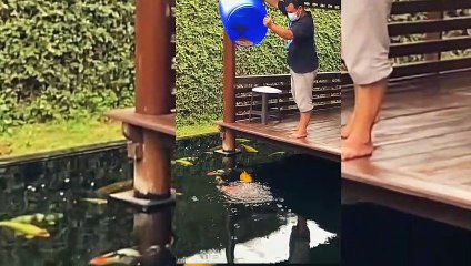 Kasih makan ikan koi segentong langsung habis