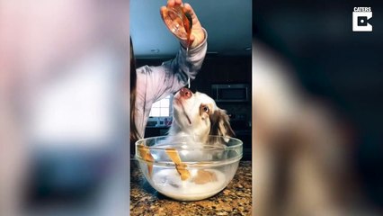 Ce chien aide sa maitresse à faire de la patisserie... à sa façon