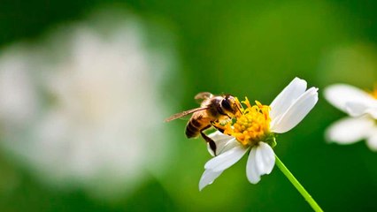 Por muerte masiva de abejas ordenan suspensión temporal de Fipronil en Colombia