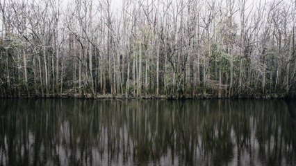Congaree National Park Is One of South Carolina's Hidden Gems