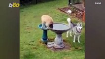 Check Out This Amazing Pup Taking a Bath in a Very Odd Place