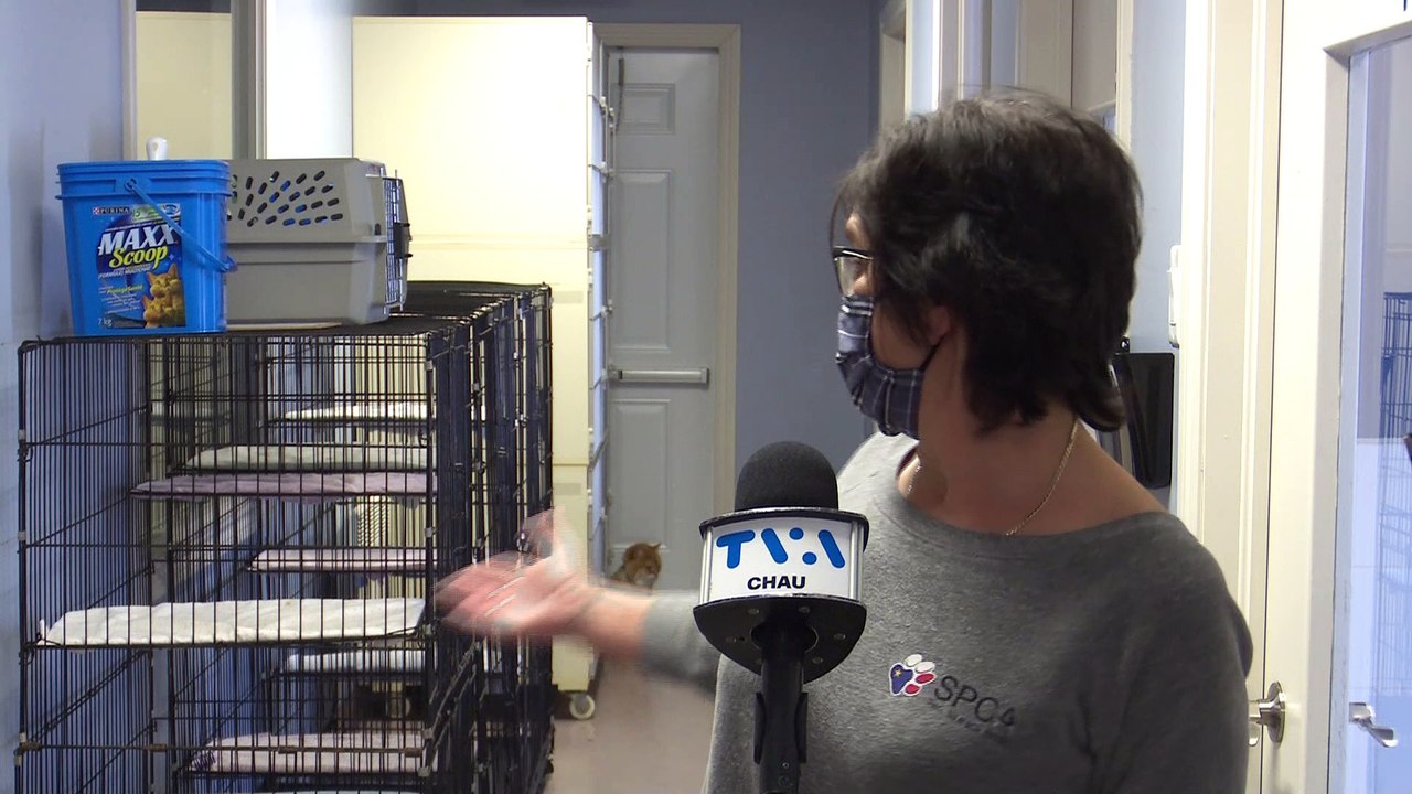 TOPO  - PÉNURIE D’ANIMAUX DANS LES SPCA DU NOUVEAU-BRUNSWICK