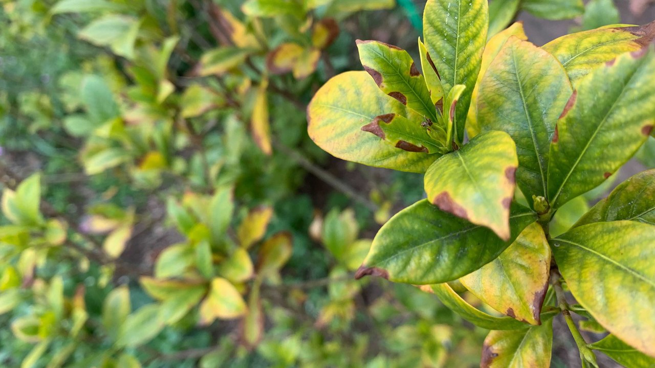 Why Your Gardenia's Leaves Are Turning Yellow and How to Fix the