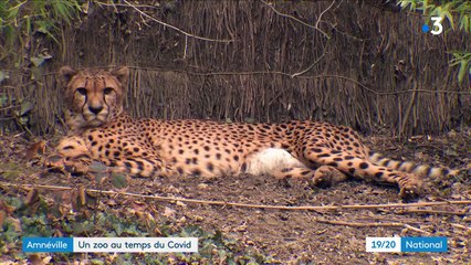 Zoo : la vie des animaux des parcs animaliers au temps du Covid-19