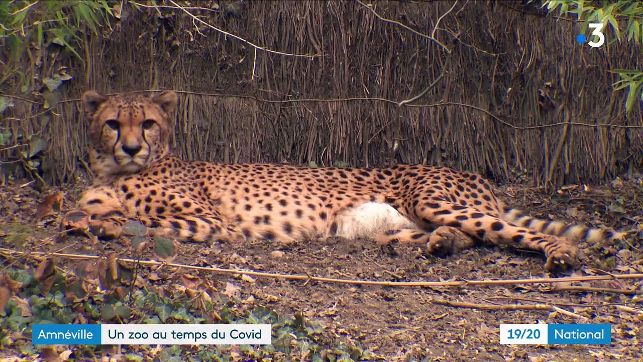 Zoo : la vie des animaux des parcs animaliers au temps du Covid-19
