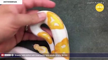 Breeder sells python with three smiley face emojis on it for $6,000