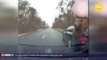 Car gets caught in sudden deer stampede on Michigan road (1)