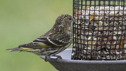 South Carolina Wildlife Officials Asking Homeowners to Remove Their Bird Feeders