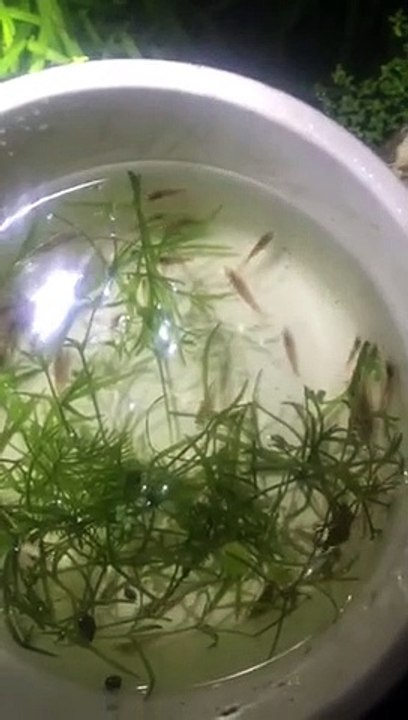 orange shrimp