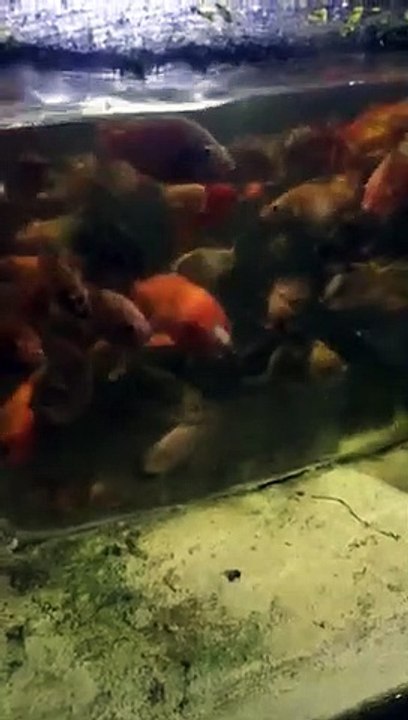 redtilapia