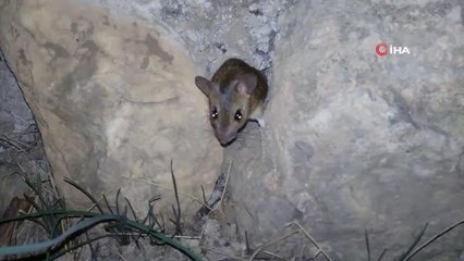 Fareye "kanka" diye seslendi, tebessüm ettirdi