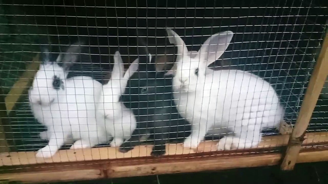 rabbit kits