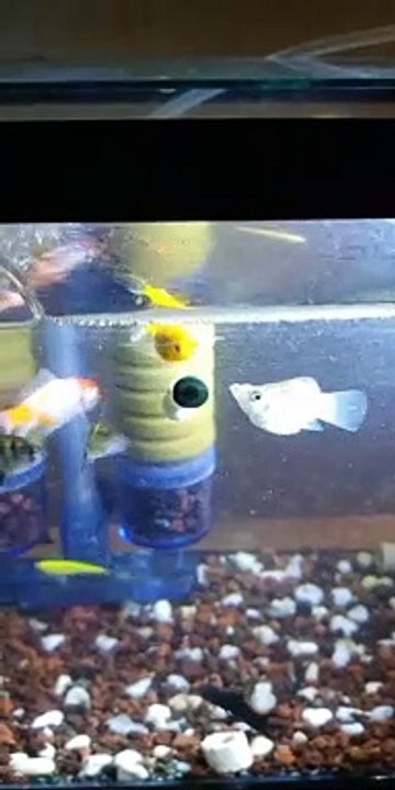 fishy