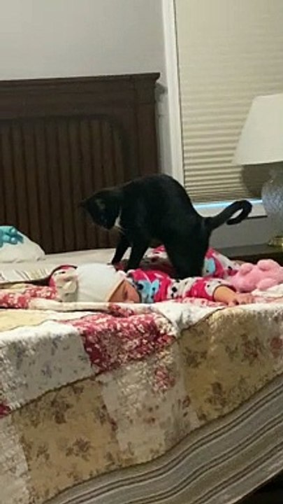 Mittens the Cat Gives Professional Level Massages