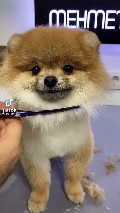 dog is so cute