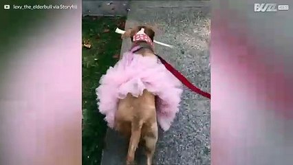 세상에서 가장 귀여운 핏불을 한 번 만나보세요!