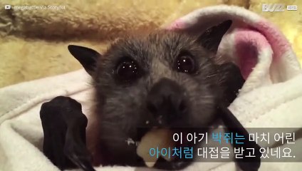 과일을 먹는 귀여운 아기 박쥐
