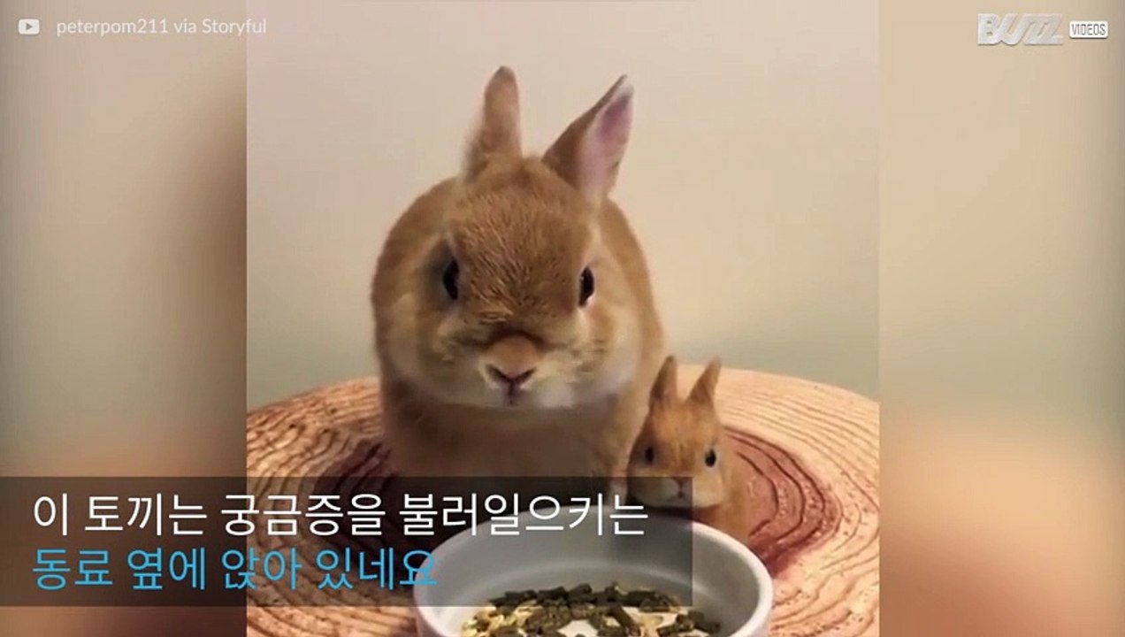 미니어처 장난감 옆에서 게걸스레 식사하는 토끼