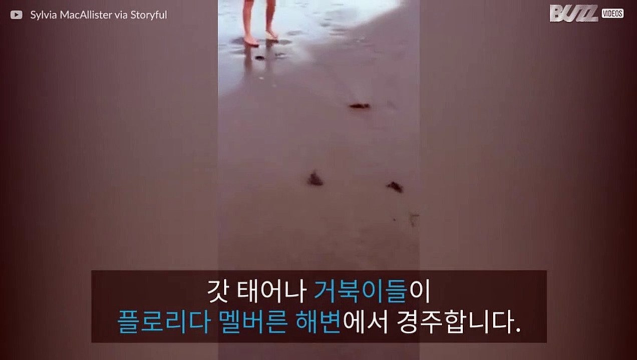 플로리다의 바다 거북이 경주