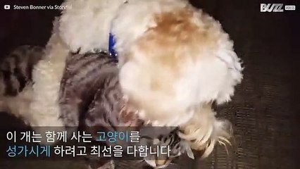 미국에서 가장 심드렁한 고양이를 귀찮게 하는 개