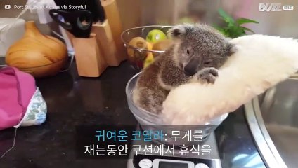 귀여운 코알라: 무게를 재는동안 쿠션에서 휴식을