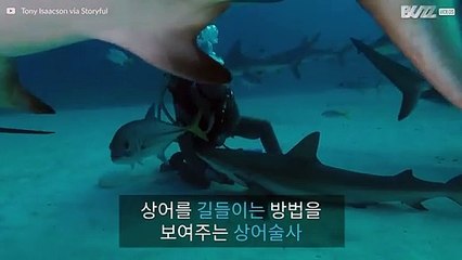 바다 속 상어에게 최면을 거는 바다 생물학자