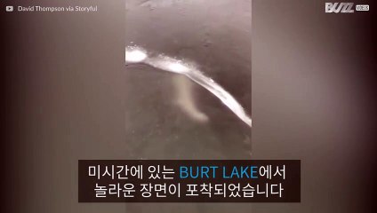 얼음 호수 밑에서 헤엄치는 거대한 물고기