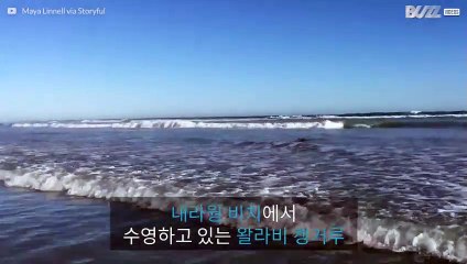 호주의 해변에서 파도를 타는 귀여운 캥거루