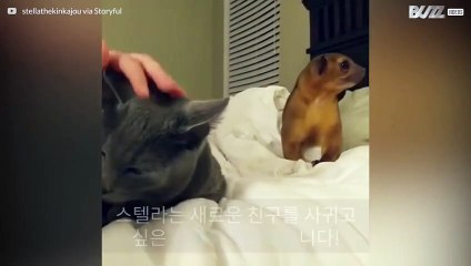 고양이와 친구가 되고 싶은 킨타주 너구리