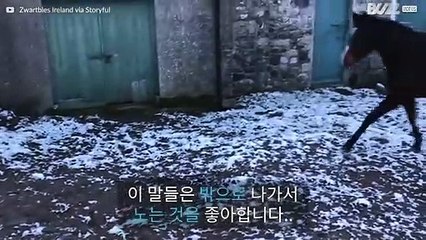 밖으로 나온 말들이 너무 추운 날씨에 다시 돌아갑니다