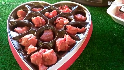 악어 떼와 함께 발렌타인 데이를 즐긴 남자