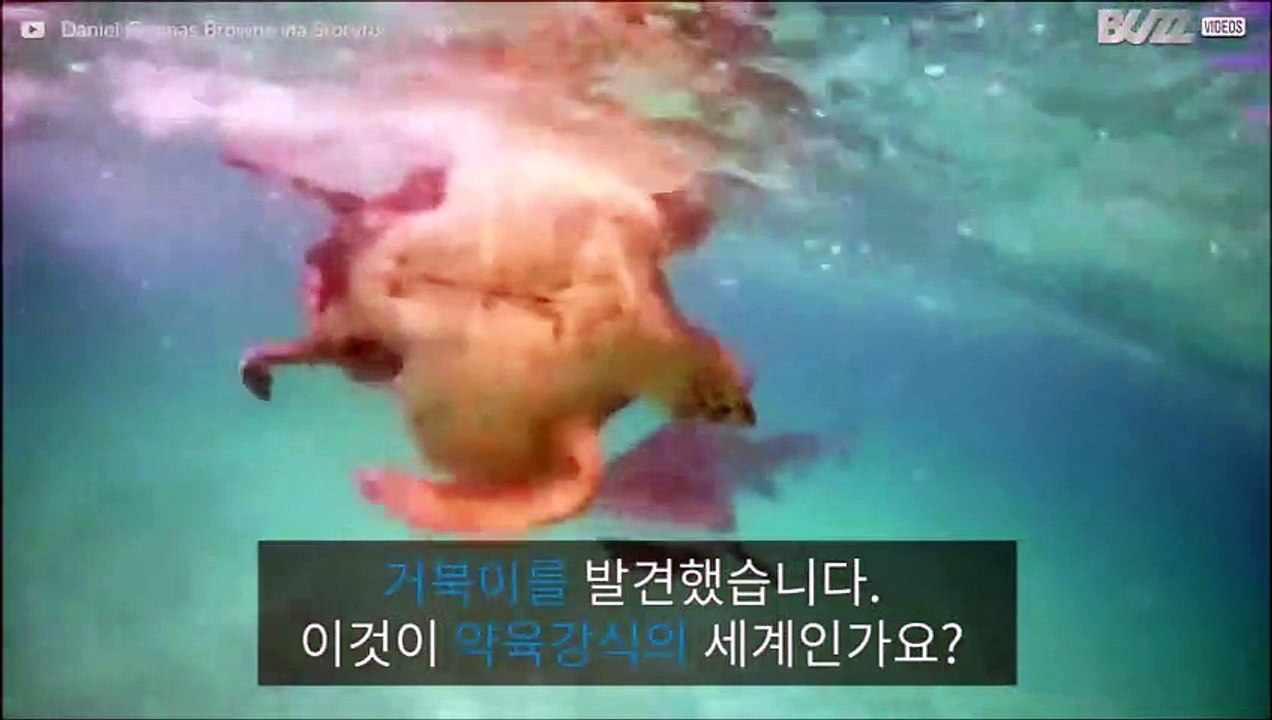 상어와의 싸움에서 패배한 거북이