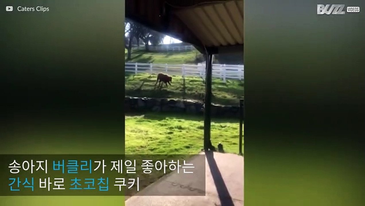 초코칩 쿠키를 먹으러 뛰어온 흥부자 송아지