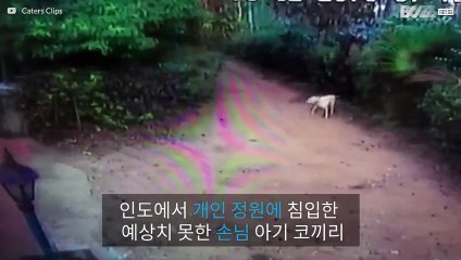인도의 한 가정집 정원에 침입한 아기 코끼리