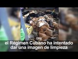 Matanza de perros callejeros en Cuba por la visita de Felipe VI y Letizia