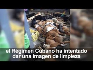 Matanza de perros callejeros en Cuba por la visita de Felipe VI y Letizia