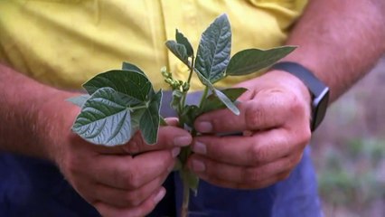 Crops ruined as some regions miss out on La Nina rainfall