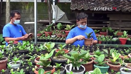 Warga di Salatiga Bentuk Kampung Tanaman Hias untuk Tambah Penghasilan