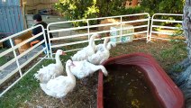 White Geese Domestic goose Farm Animals Perth Western Australia