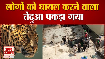 Indore के Residential Area में घुसे Leopard ने किया चार लोगों को घायल | Rescue Operation