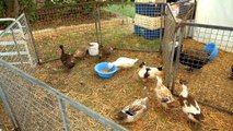 Exotic Duck Geese Chickens Farm Animals Perth Western Australia