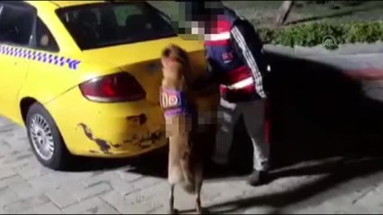 Jandarmanın düzenlediği operasyonda 60 kilogram bonzai ele geçirildi