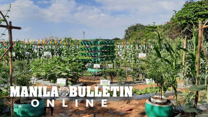 Can a garden be edible? Yes, in the case of this Rizal Park urban farm