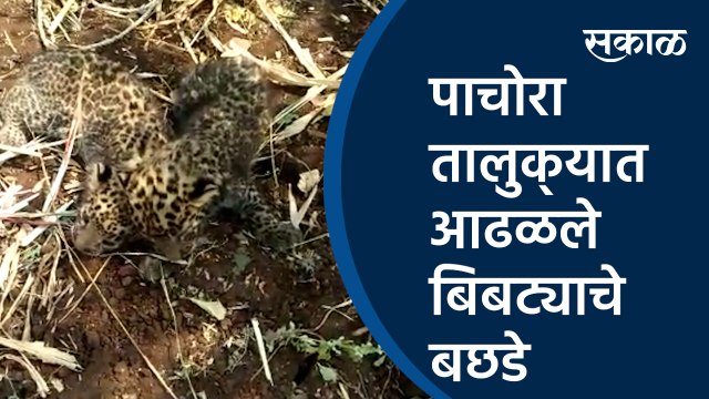 पाचोरा तालुक्‍यात आढळले बिबट्याचे बछडे | jalgaon leopard