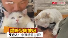 「狂被吸」臉超厭世 布偶貓決定討回公道：來互相傷害！