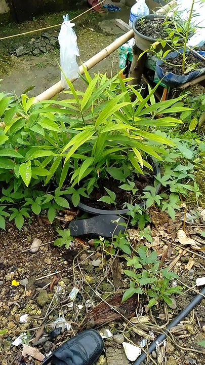 Ginger planting