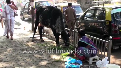 Mumbai _  the largest city of India