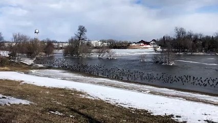 Oies du Canada